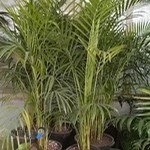 گل فروشی زندگی سبز