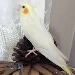 پرنده سرای ققنوس
