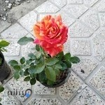 دهکده گل و گیاه لیندا