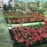 گل و نهال فیدان