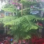 نمایشگاه گل و گیاه آزالیا