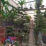 گل‌فروشی ندای گل