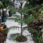 گل و گیاه هاورتیا