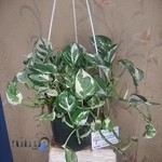 گلخانه دلیرنده