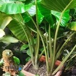 گل و گیاه مزرعه