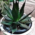 گل و گیاه کوثر