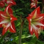 فروشگاه گل و گیاه یاس