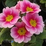 گل و گیاه حسنی