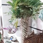 نمایشگاه گل و گیاه براتی