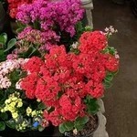 باغ گل بوستان شهر