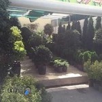 گل گیاه ایران هلند