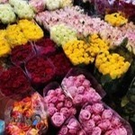 پخش عمده گل رز هلندی (Masiha Luxbox)