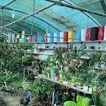 باغ گل ايران رز