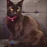 کلینیک دامپزشکی پت سار