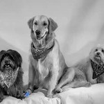 کلینیک دامپزشکی سپکا