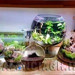 تراریوم والنسیا