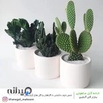 خانه گل ماهونی