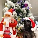 کلینیک دامپزشکی نلا