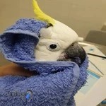 دکتر علی برهانی کیا