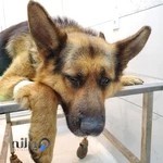 دامپزشکی دکتر جنابی