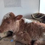 کلینیک دامپزشکی دکتراحمدی