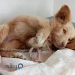 درمانگاه دامپزشکی دکتراحمدی