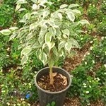 رستوران عمو شهروز