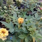 مجموعه نمایشگاه گل و گیاه چایخانسر