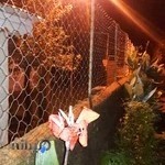 باشگاه ممتاز