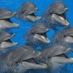 پارک دلفین کیش