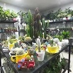 اِچینو کاکتوس