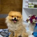 کلینیک دامپزشکی دکتر کدخدازاده