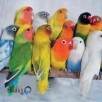 پت شاپ توکا دولت آبادی