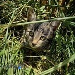 کلینیک حیوانات خانگی آفتاب