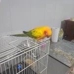 کلینیک اختصاصی پرندگان مهر