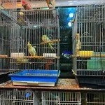 پرنده پر طلایی امیر