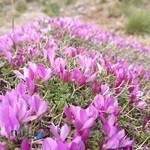 عکاسی رامین