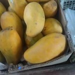 میوه سرای نویان جان