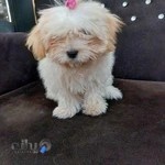 پت شاپ کاراکال