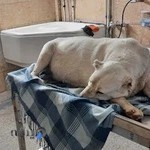 کلینیک دامپزشکی و پت شاپ پت لند