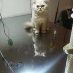 کلینیک دامپزشکی صادقیه