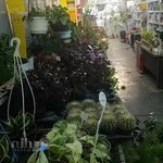 گلخانه دهکده کاکتوس غرب