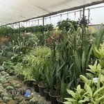 نمایشگاه گل و گیاه لوتوس