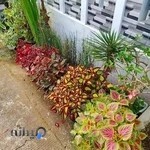 گل و گیاه شاد