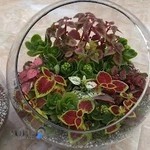 کاکتوس متین