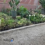 گلخانه green Land (سرزمین سبز)