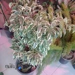 گلفروشی گل یاس