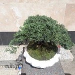 فروشگاه گل و گیاه کاملیا