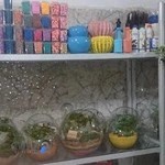 نمایشگاه گل و گیاهِ(کاکتوس)