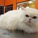 دامپزشکی هوماک